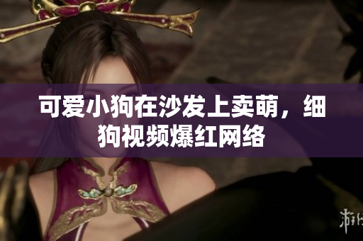 可爱小狗在沙发上卖萌，细狗视频爆红网络